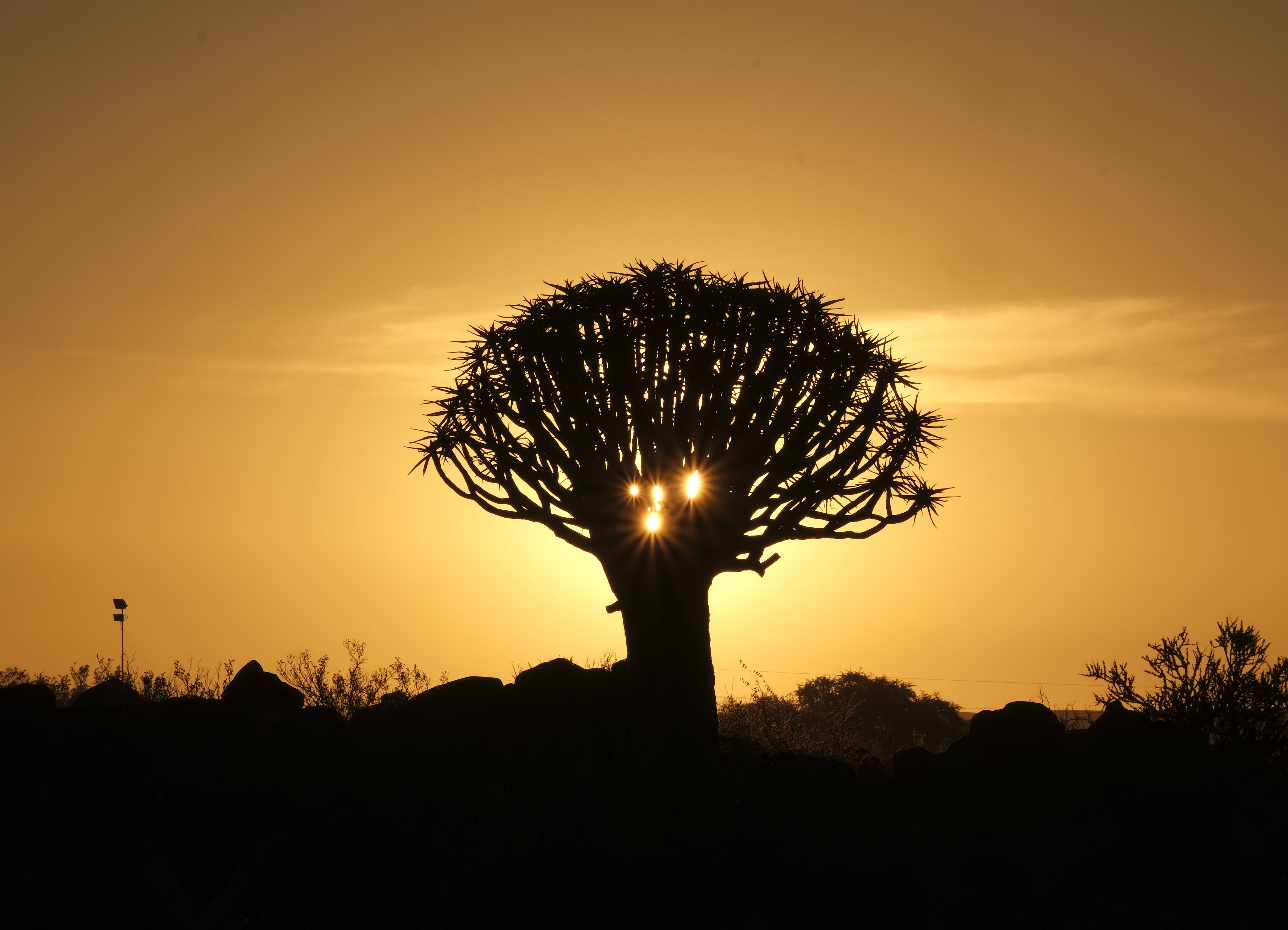 Best Etosha Campsites Rated: A 3-Day Adventure Guide