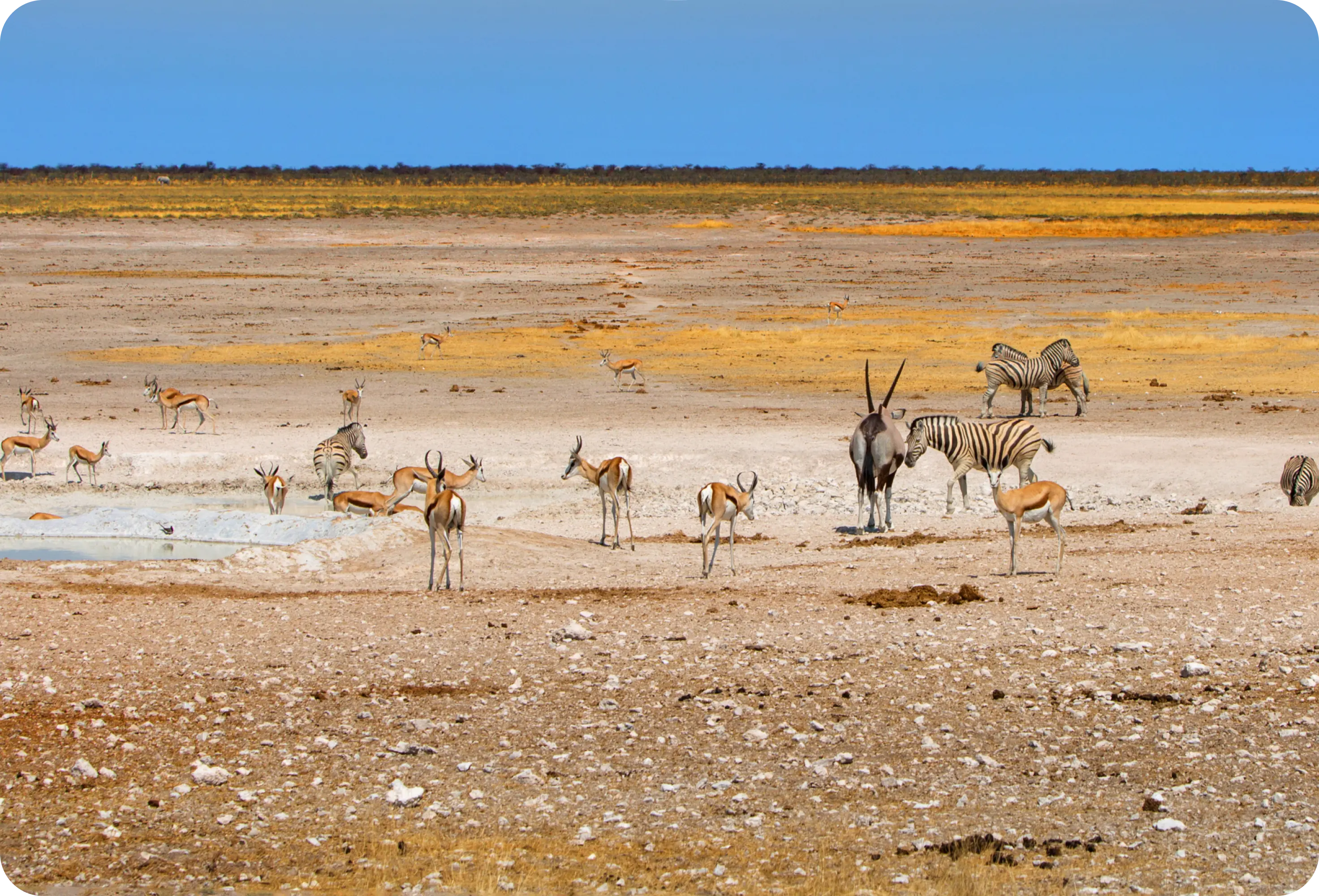 Conservation-Focused Safari Namibia: Premium Expeditions with Purpose (2026)