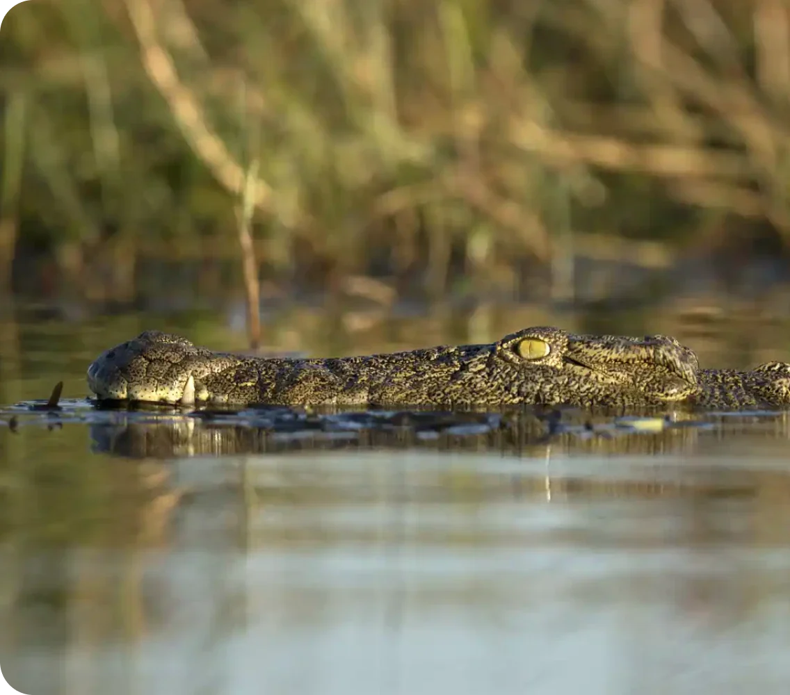 Premium Okavango Delta Overlanding Tour Cost: A 2026 Investment Guide