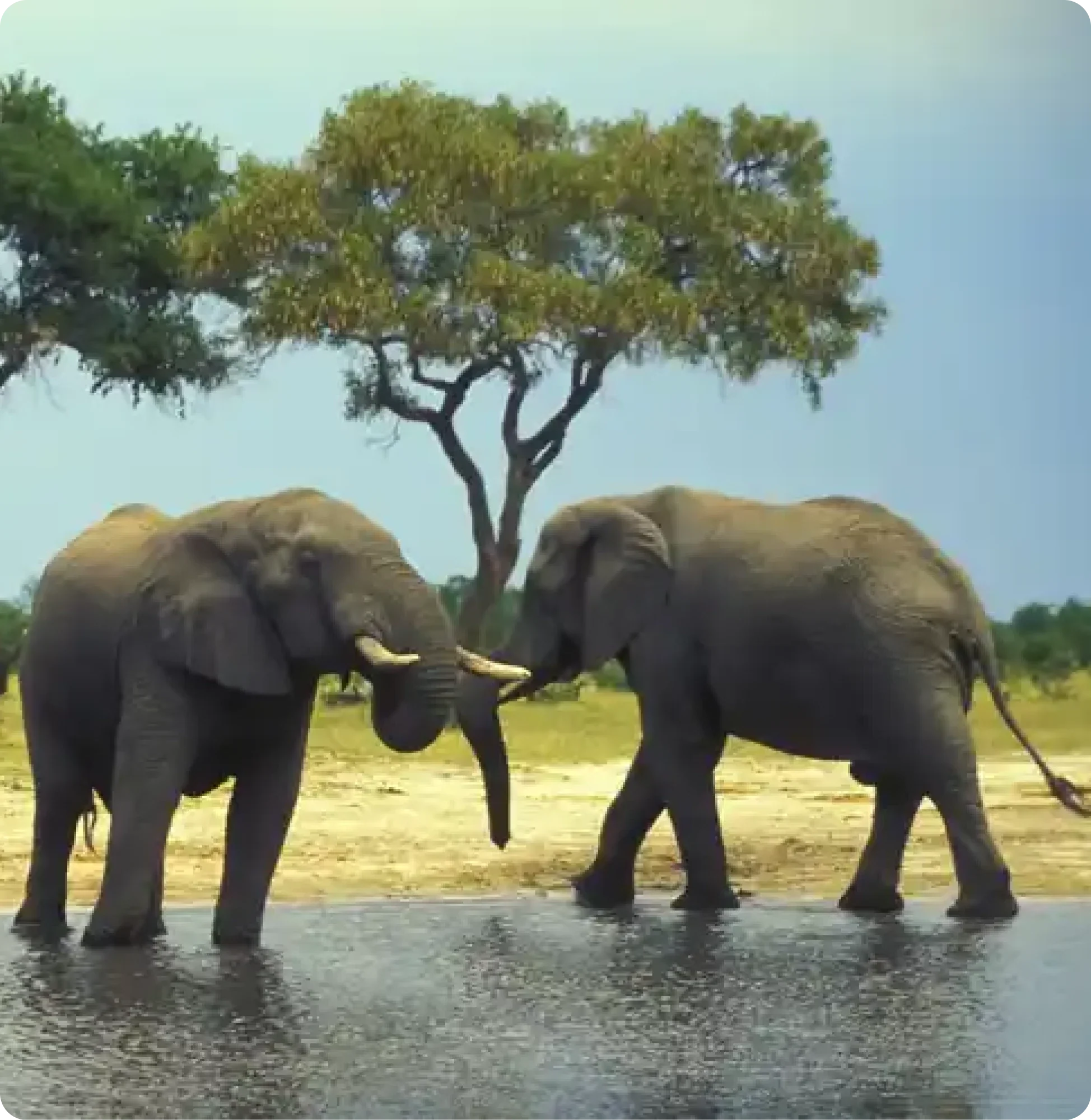 The Real Cost of a Guided Botswana Overlanding Tour in 2026