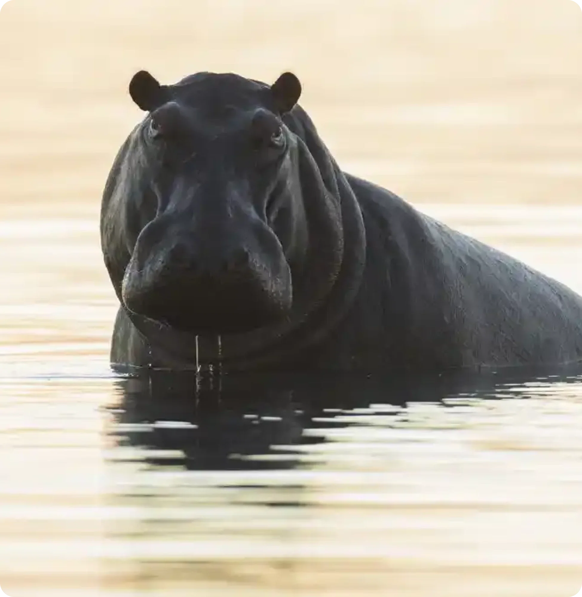 The Discerning Traveler’s Guide to Hiring a Botswana Private Safari Guide