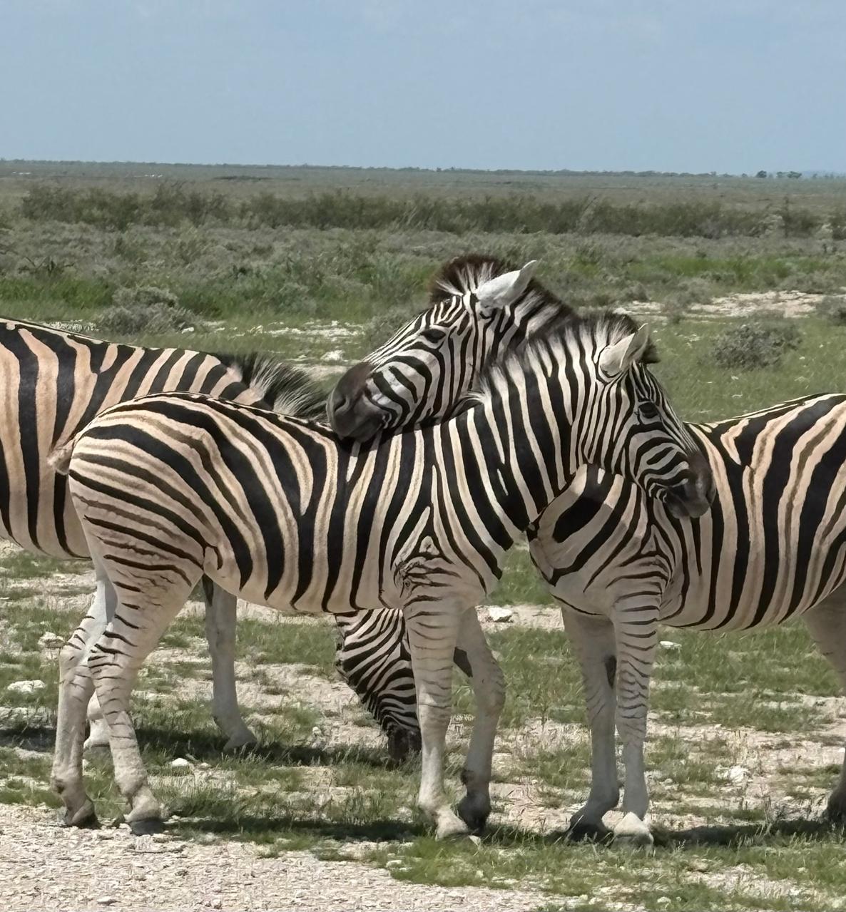 Desert Wildlife Photography Workshop: A Guide to Premium Namibia Expeditions