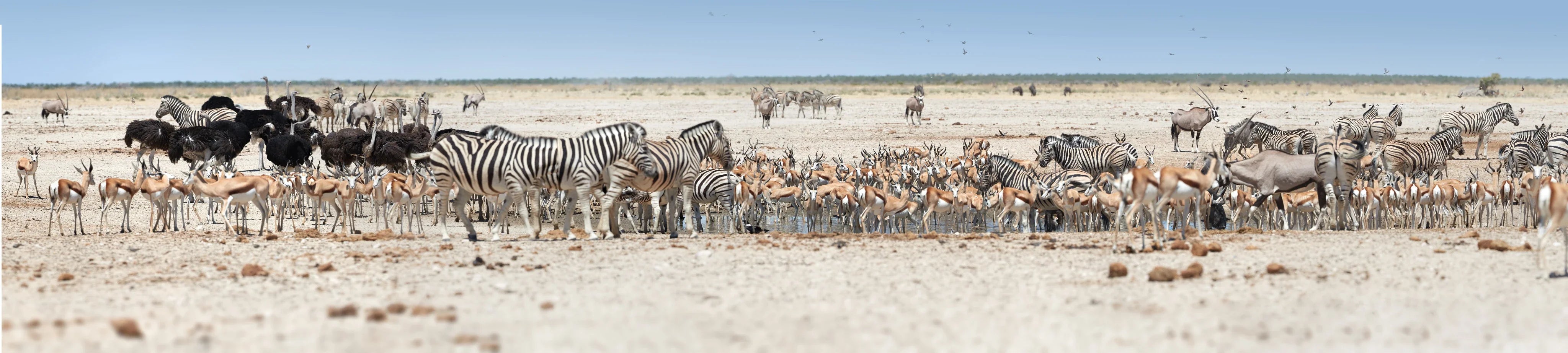 African wildlife herd