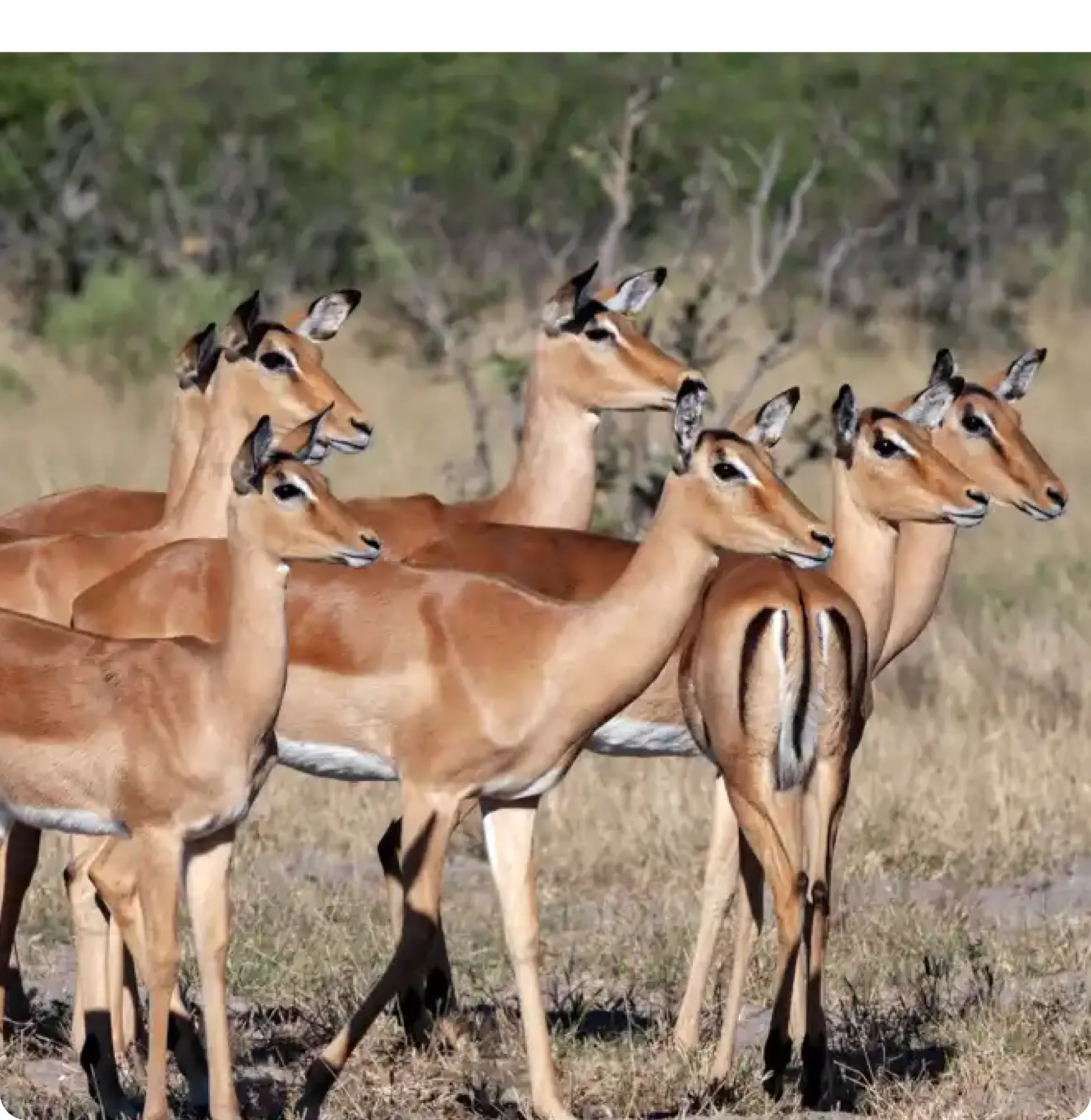 Northern Botswana Route