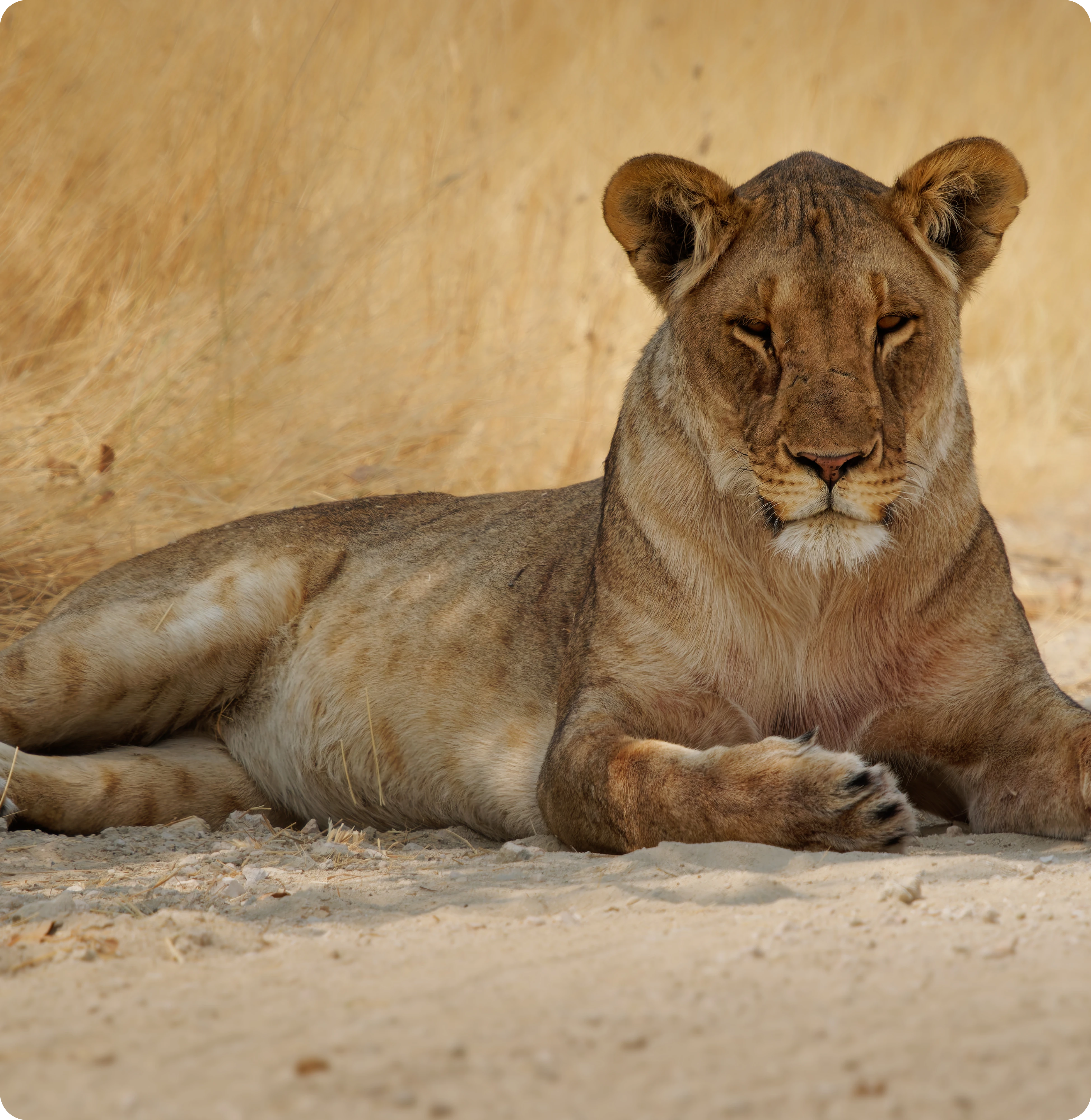 Resting lioness