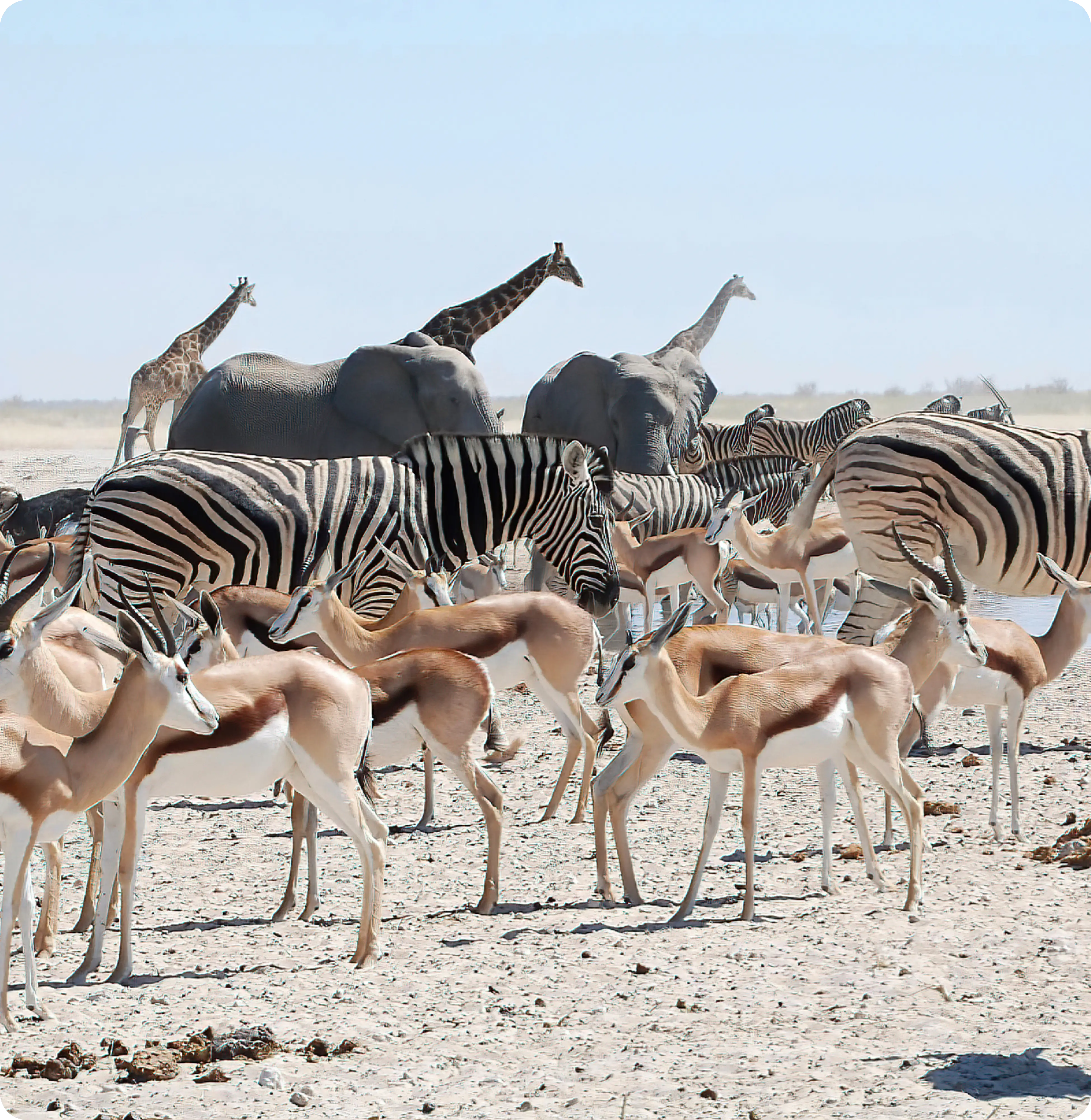 African wildlife herd