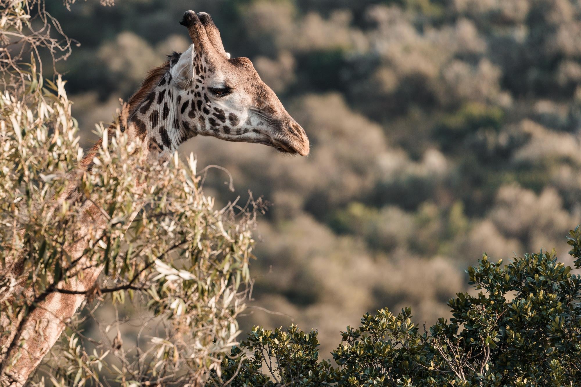 Giraffe in bush