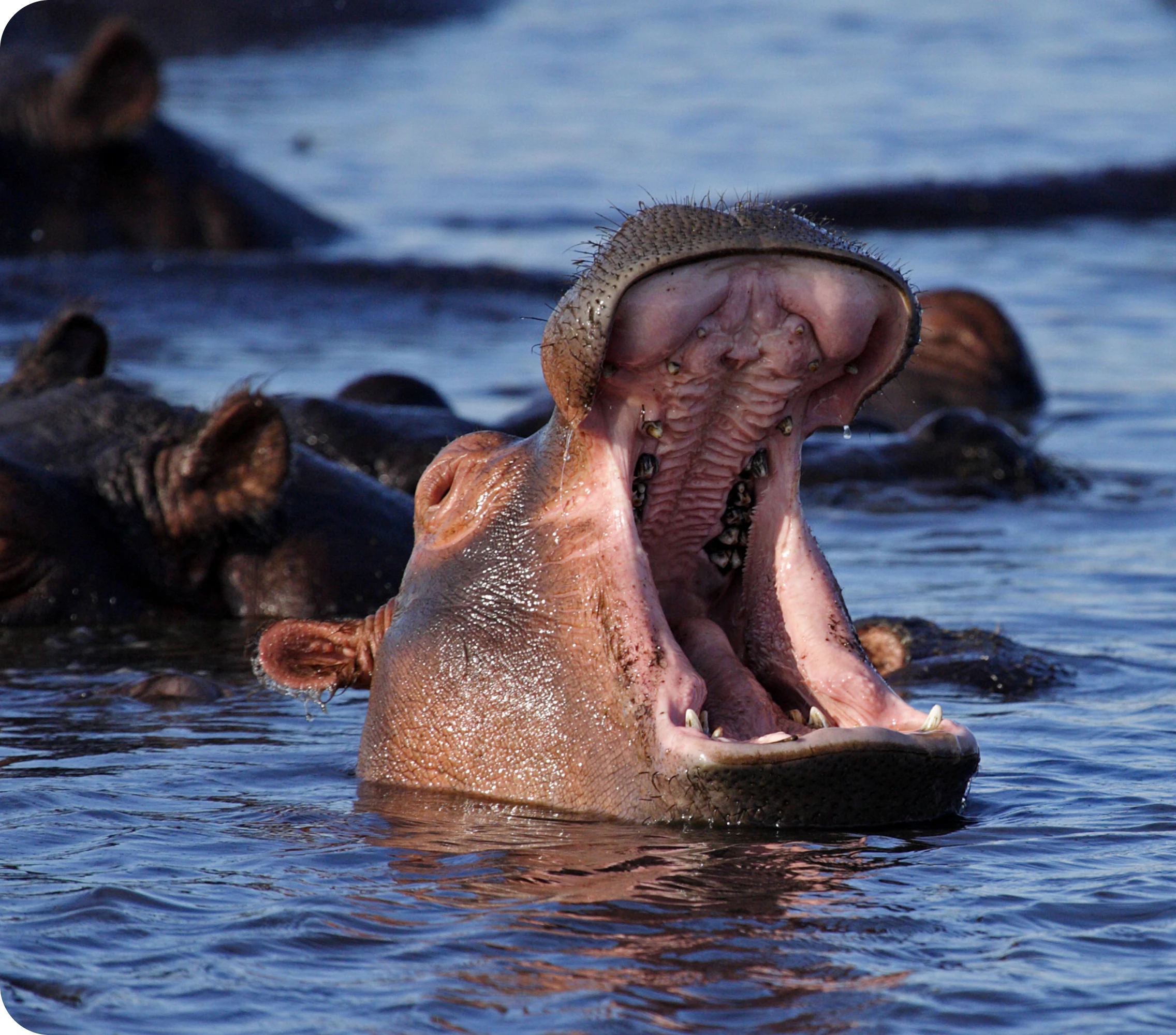 Hippo in water