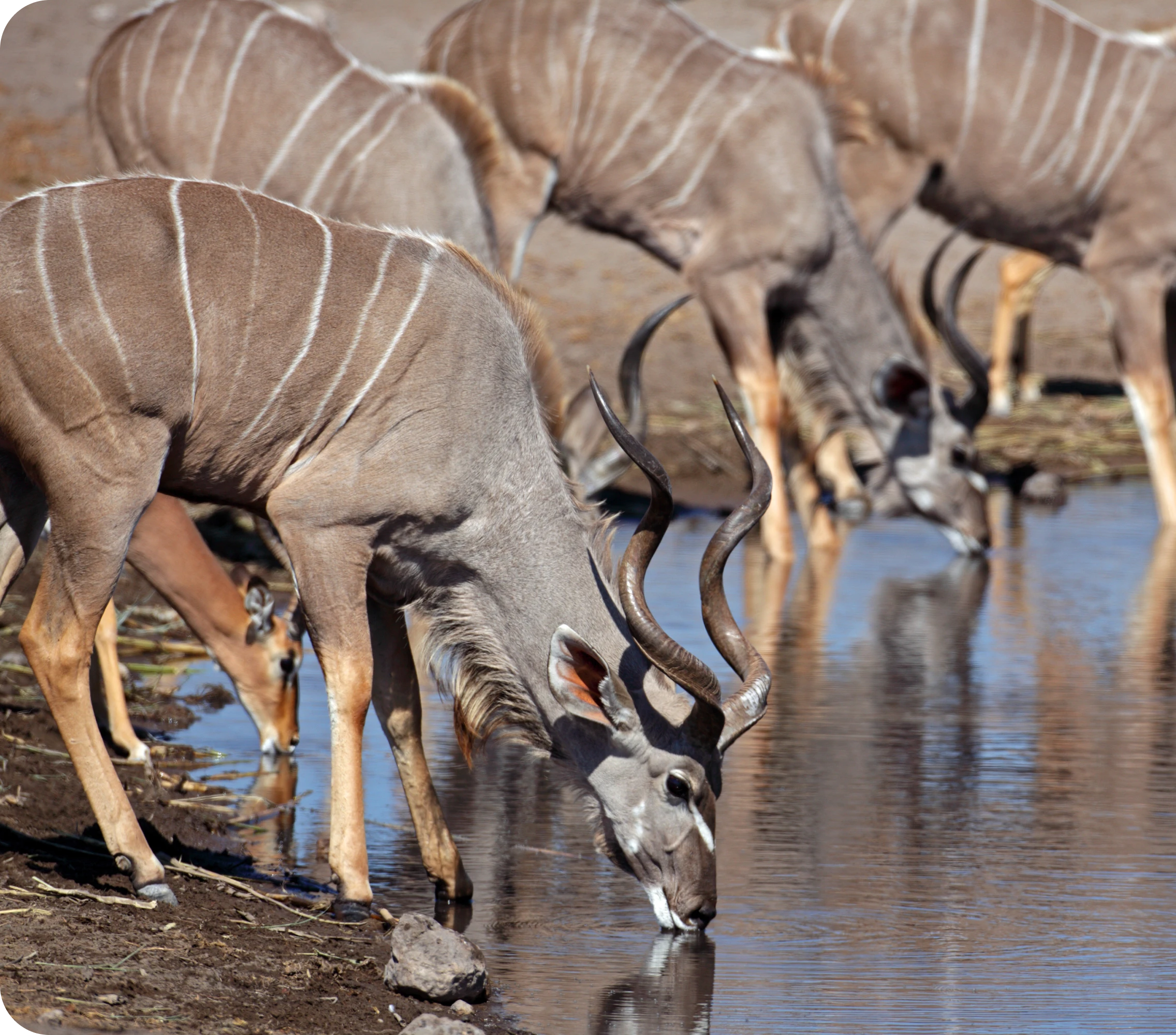 Antelopes drinking water