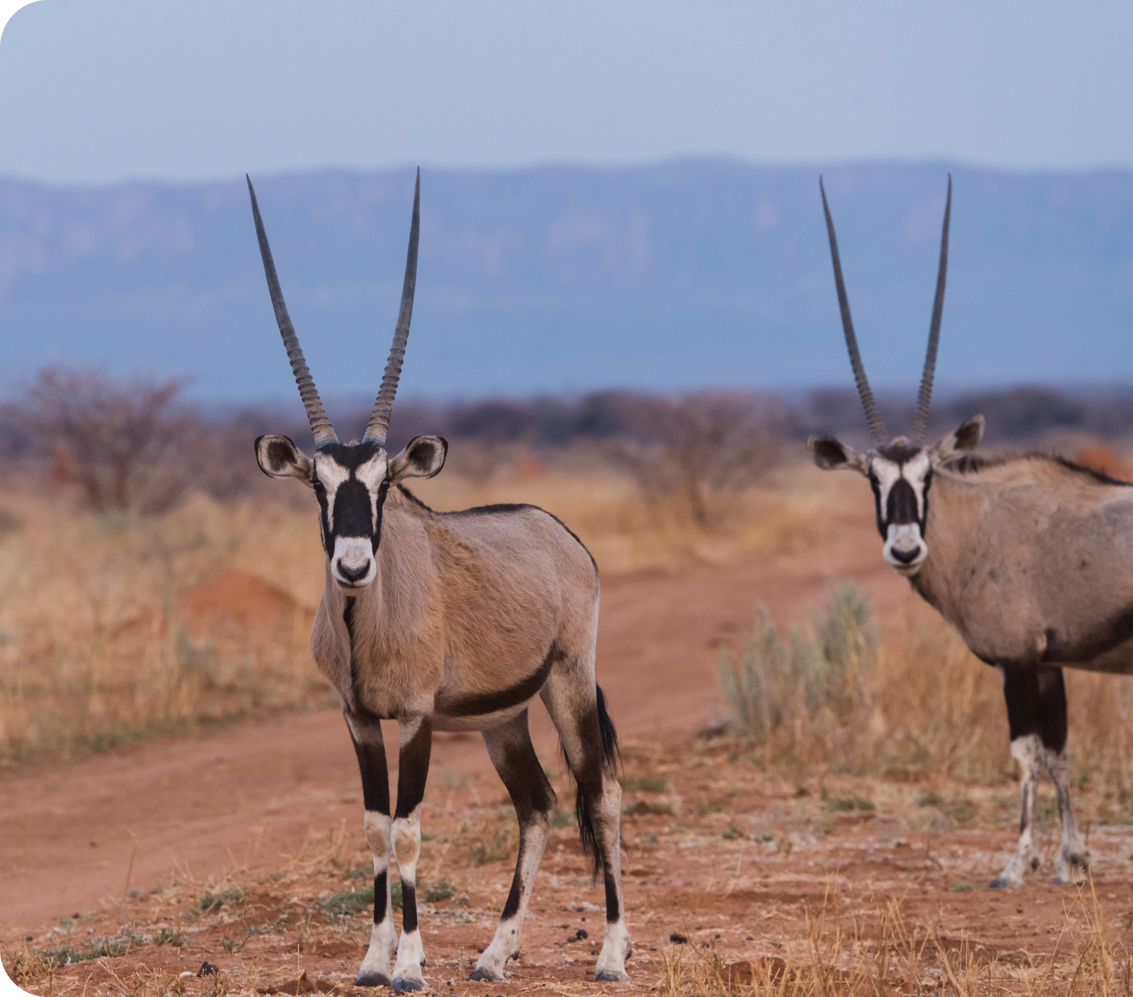 Antelopes in savanna