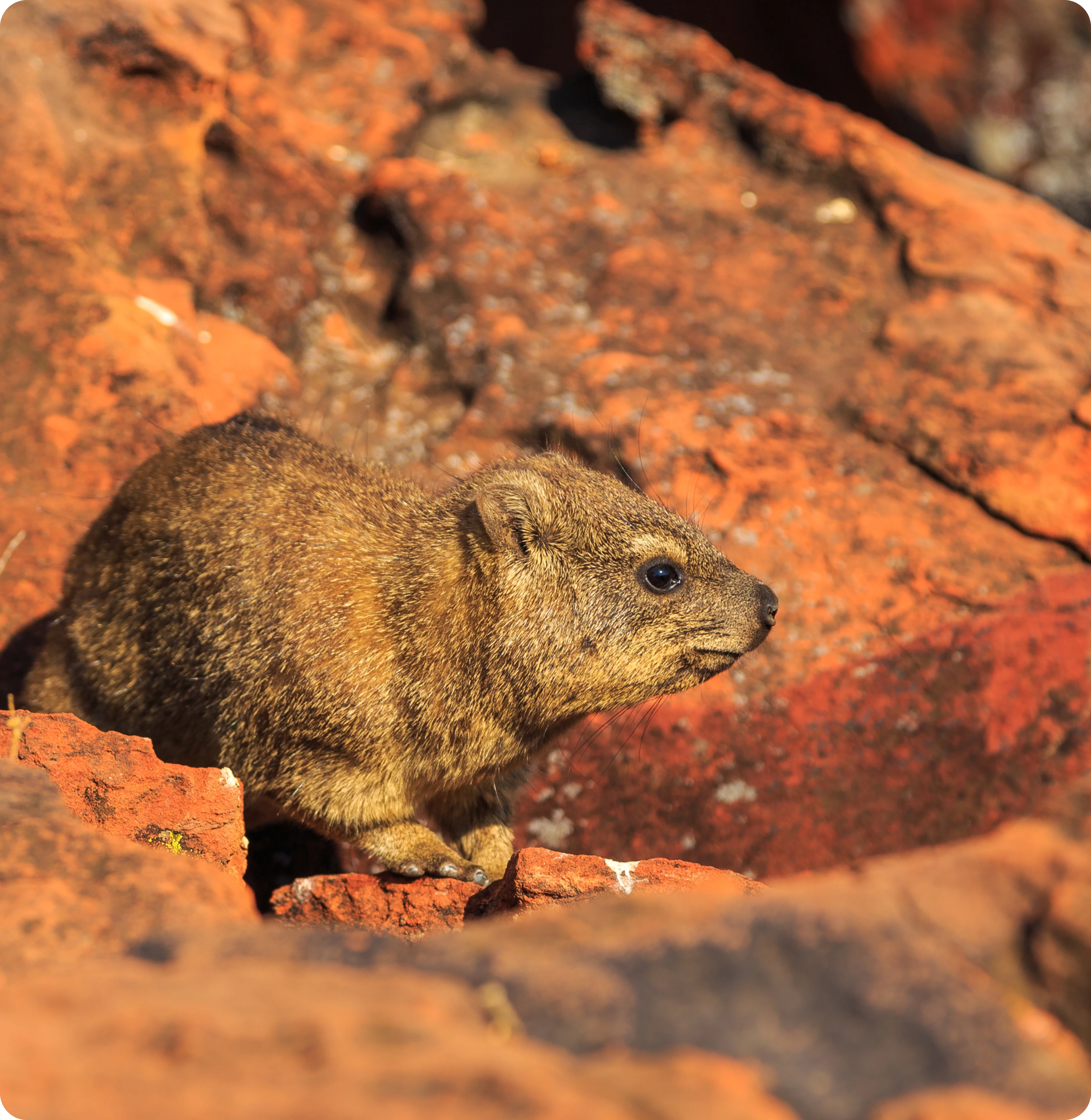 Rock hyrax close-up