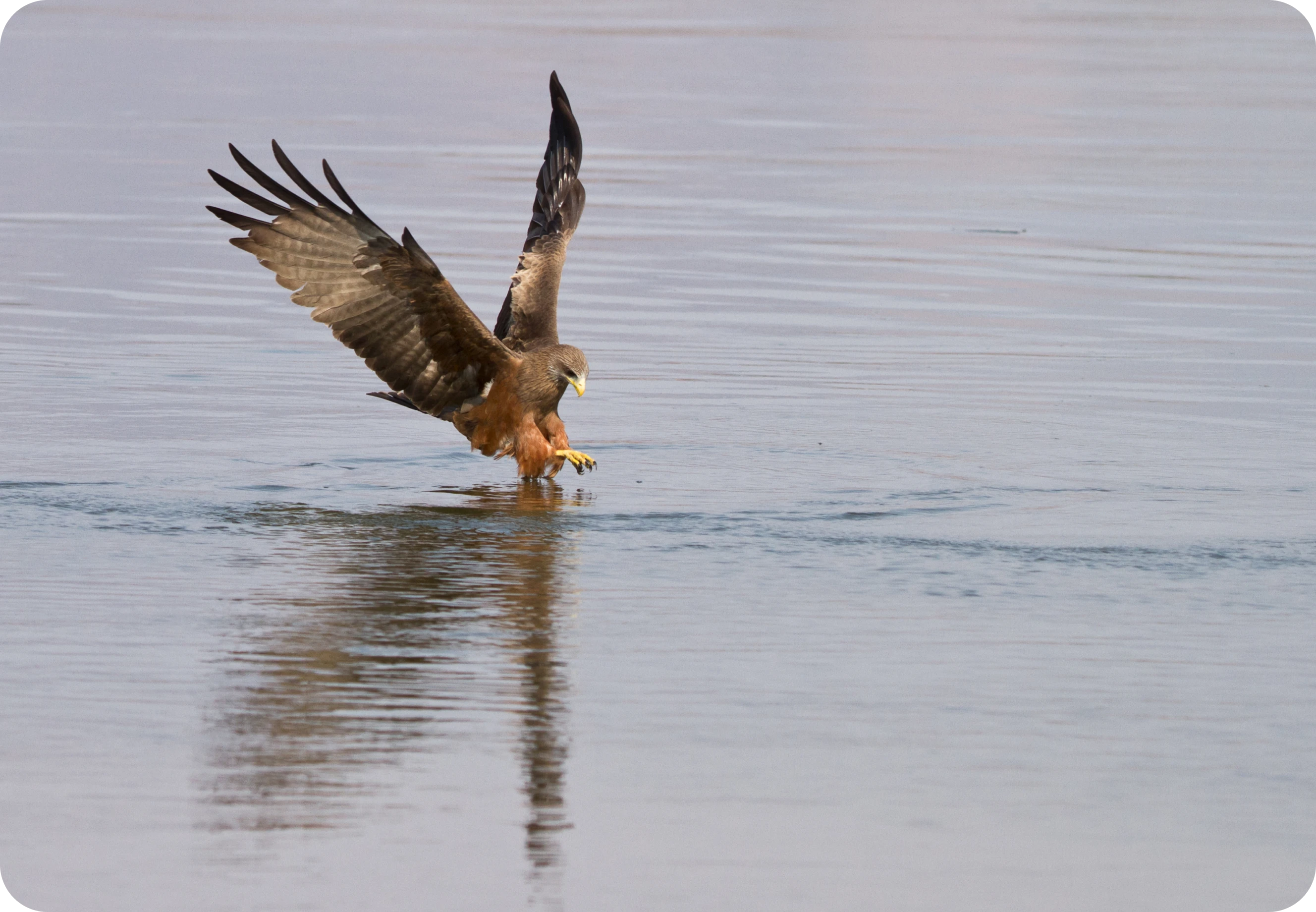 Bird flying water