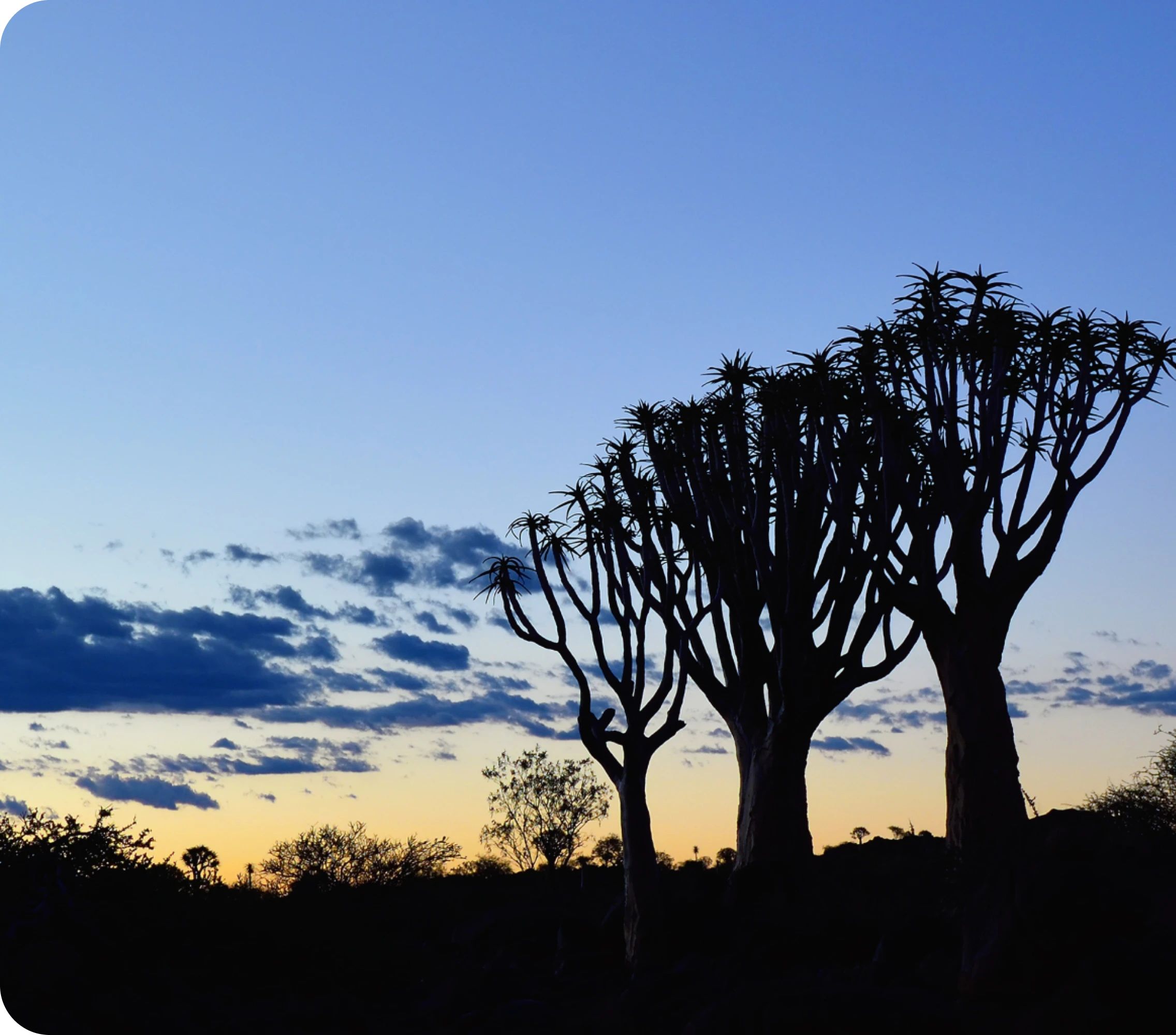 Baobab trees sunset
