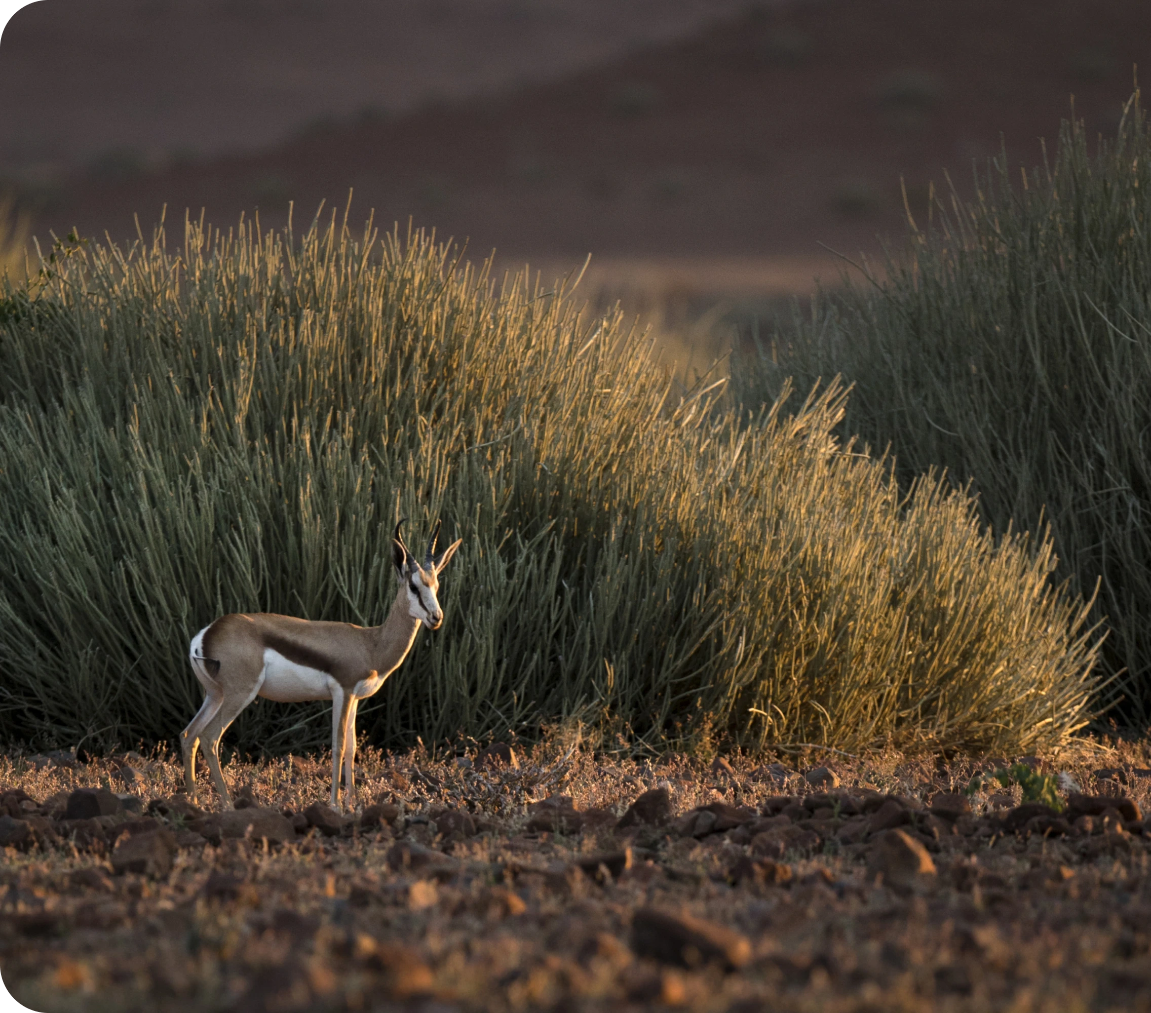 Antelope near reeds