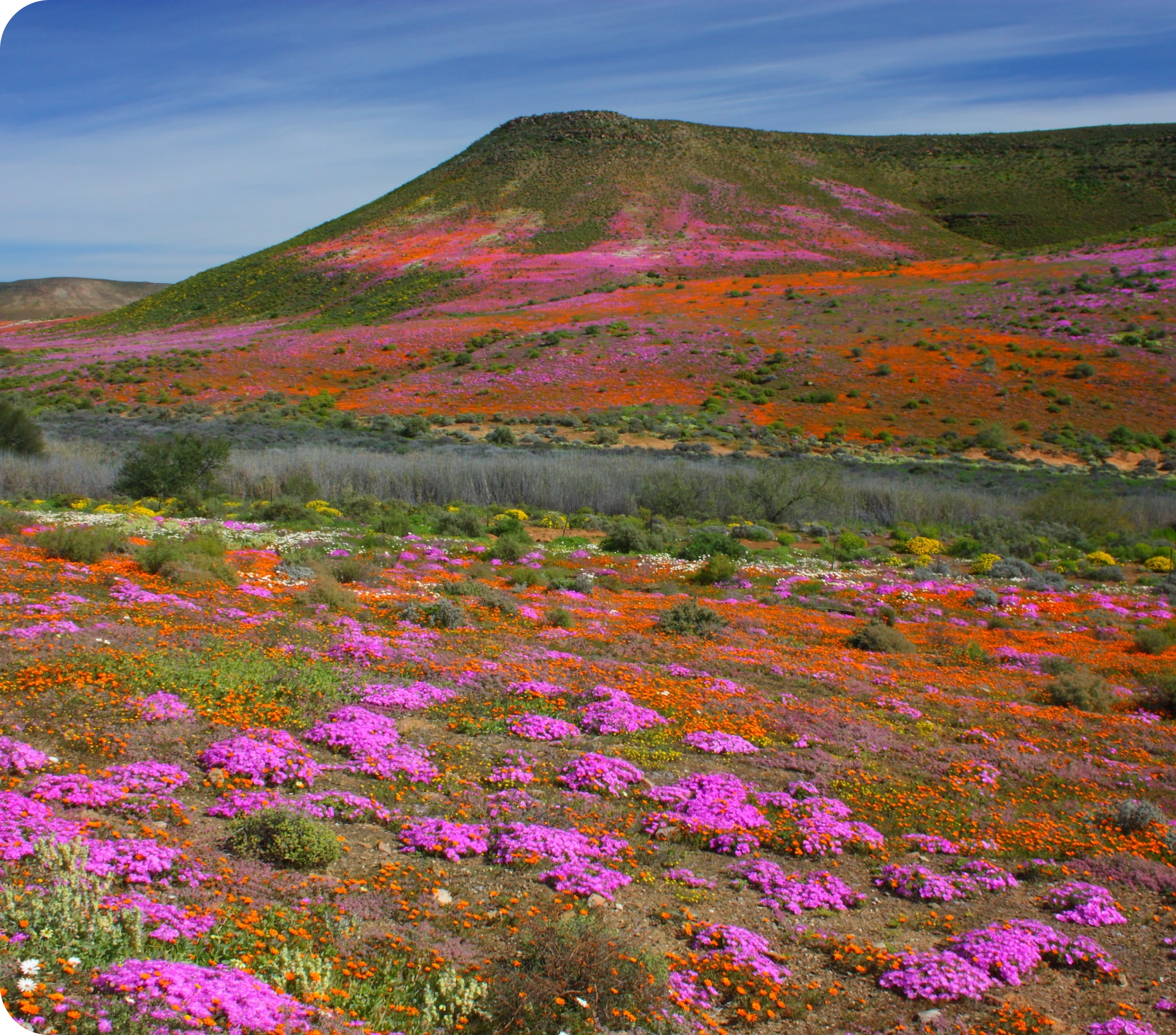 Flower field hills