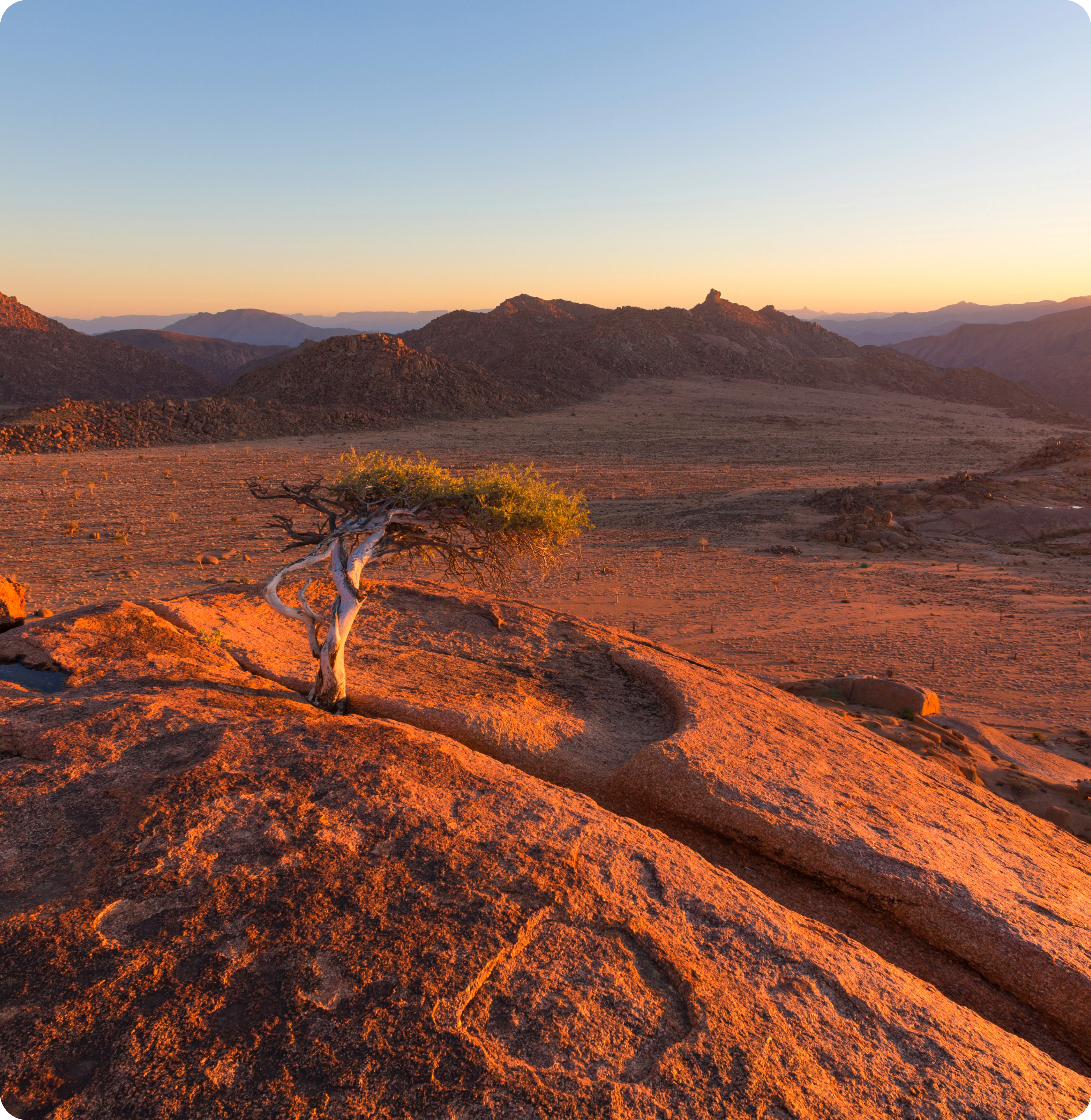 Lonely desert tree