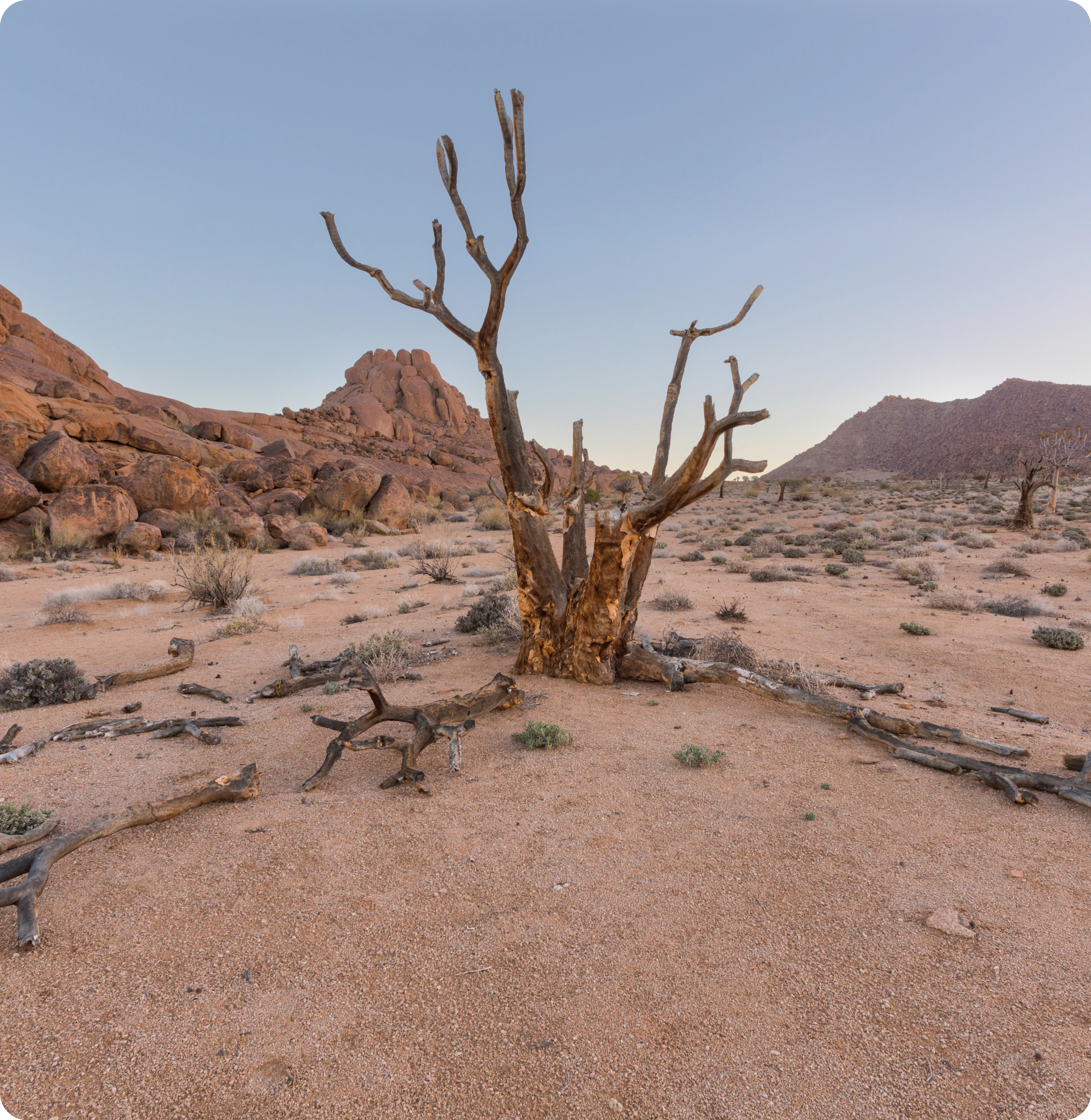 Dry desert tree