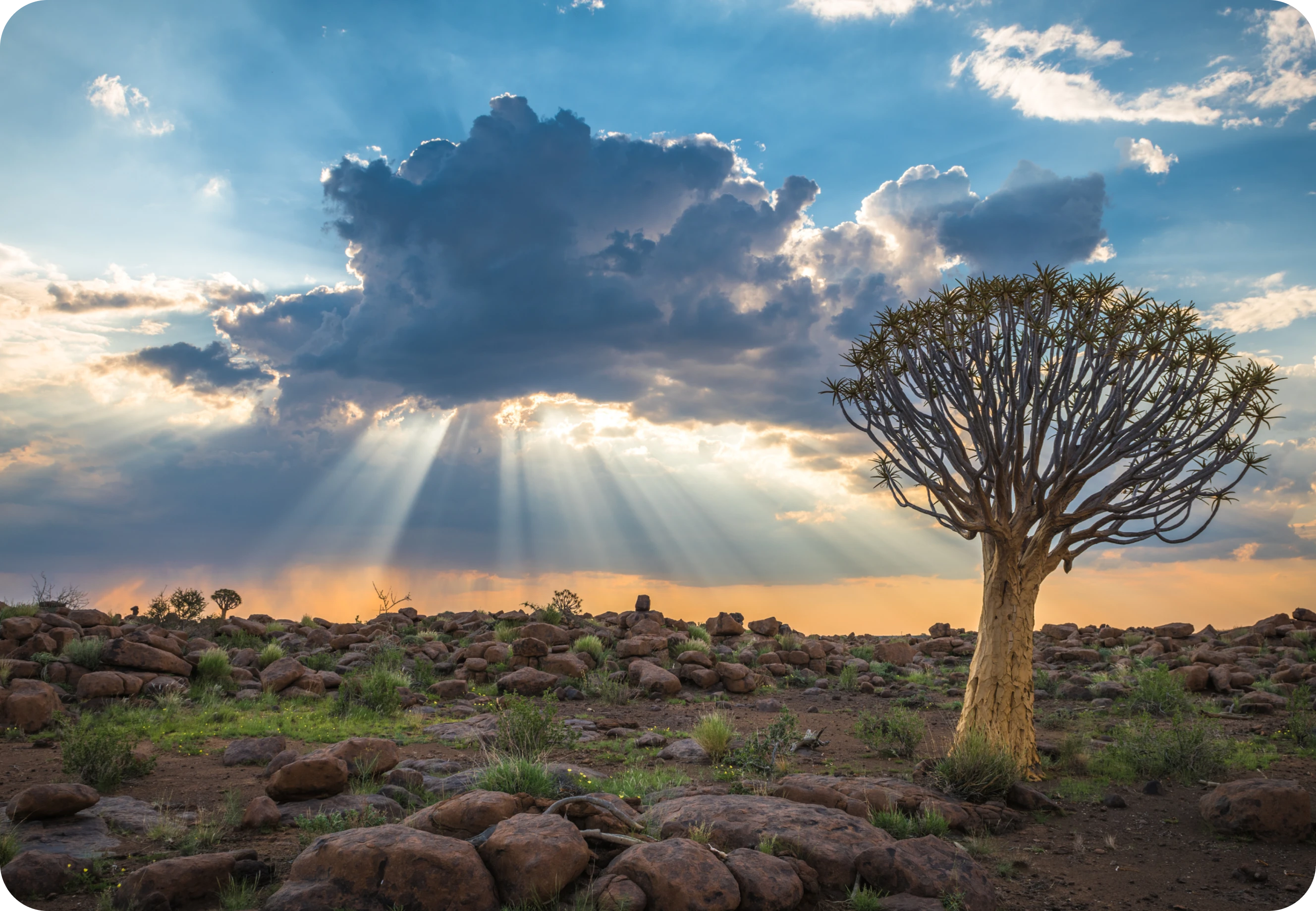 Tree under clouds